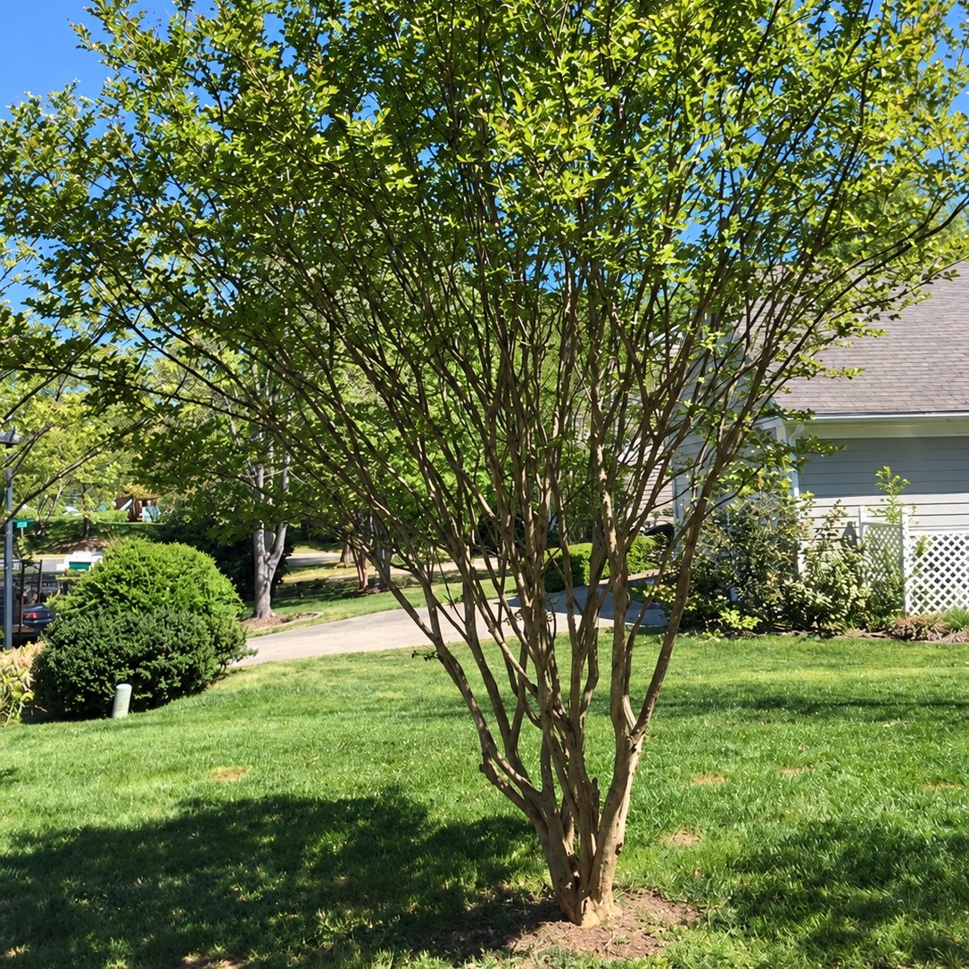 Pale gray house with white lattice behind a crape myrtle, boxwood shrubs and a green lawn