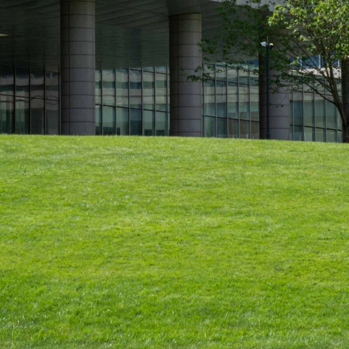 Mowed green lawn slope with young trees in front of a glass office building
