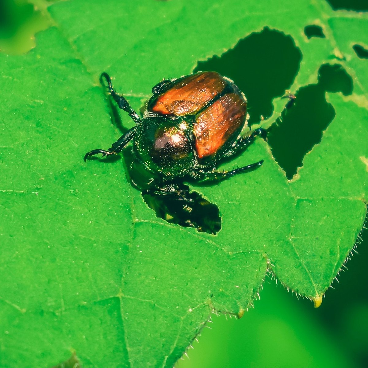 Japanese beetle chewing on a bright green leaf full of ragged holes