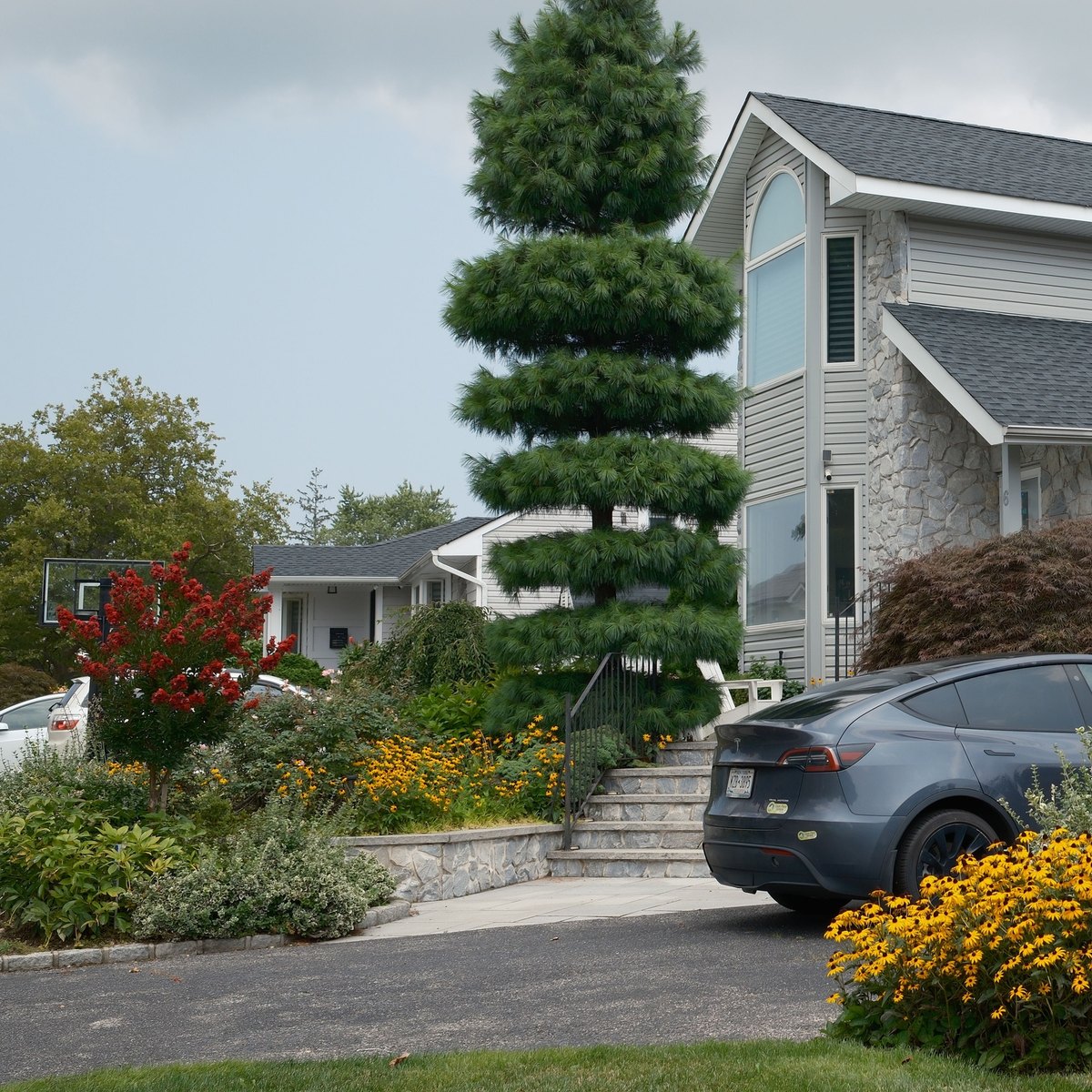 Gray house with a tiered pine, a weeping blue spruce, a red-leaf maple and yellow black-eyed Susans in landscaped beds