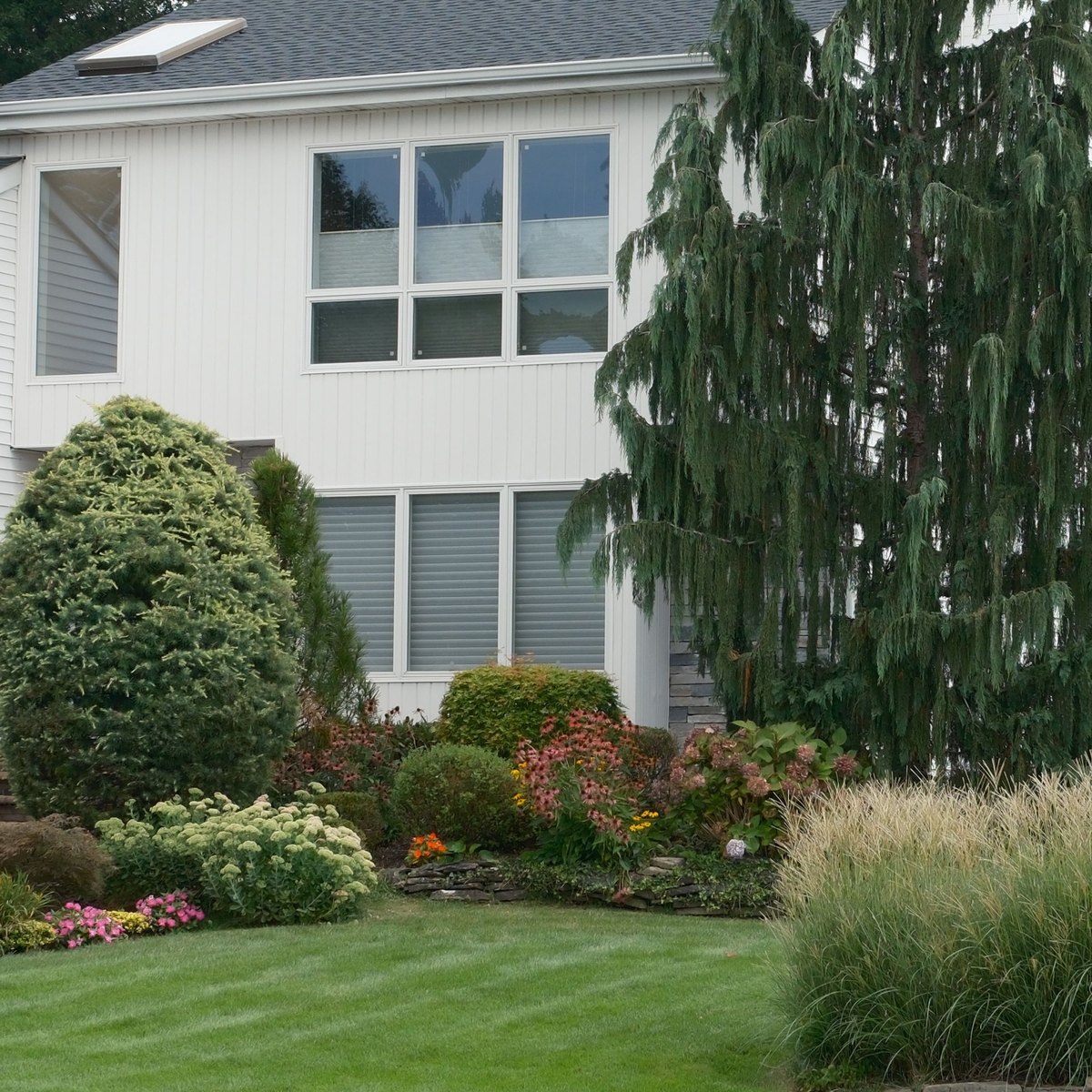 White two-story house with a tall weeping evergreen, planted flower beds, ornamental grasses and a mowed lawn in front