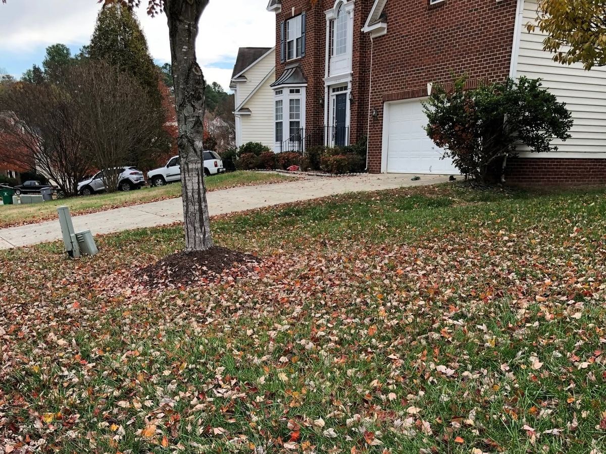 Lawn covered in fallen red, orange, and tan maple leaves by a concrete driveway, with a young tree standing in a mulch ring