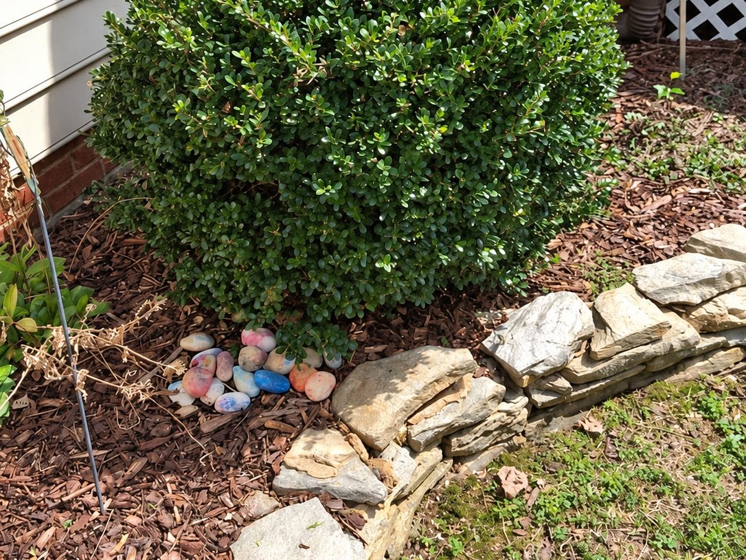 Square-trimmed boxwood-type shrub in shredded mulch bordered by flat gray stone, against beige siding