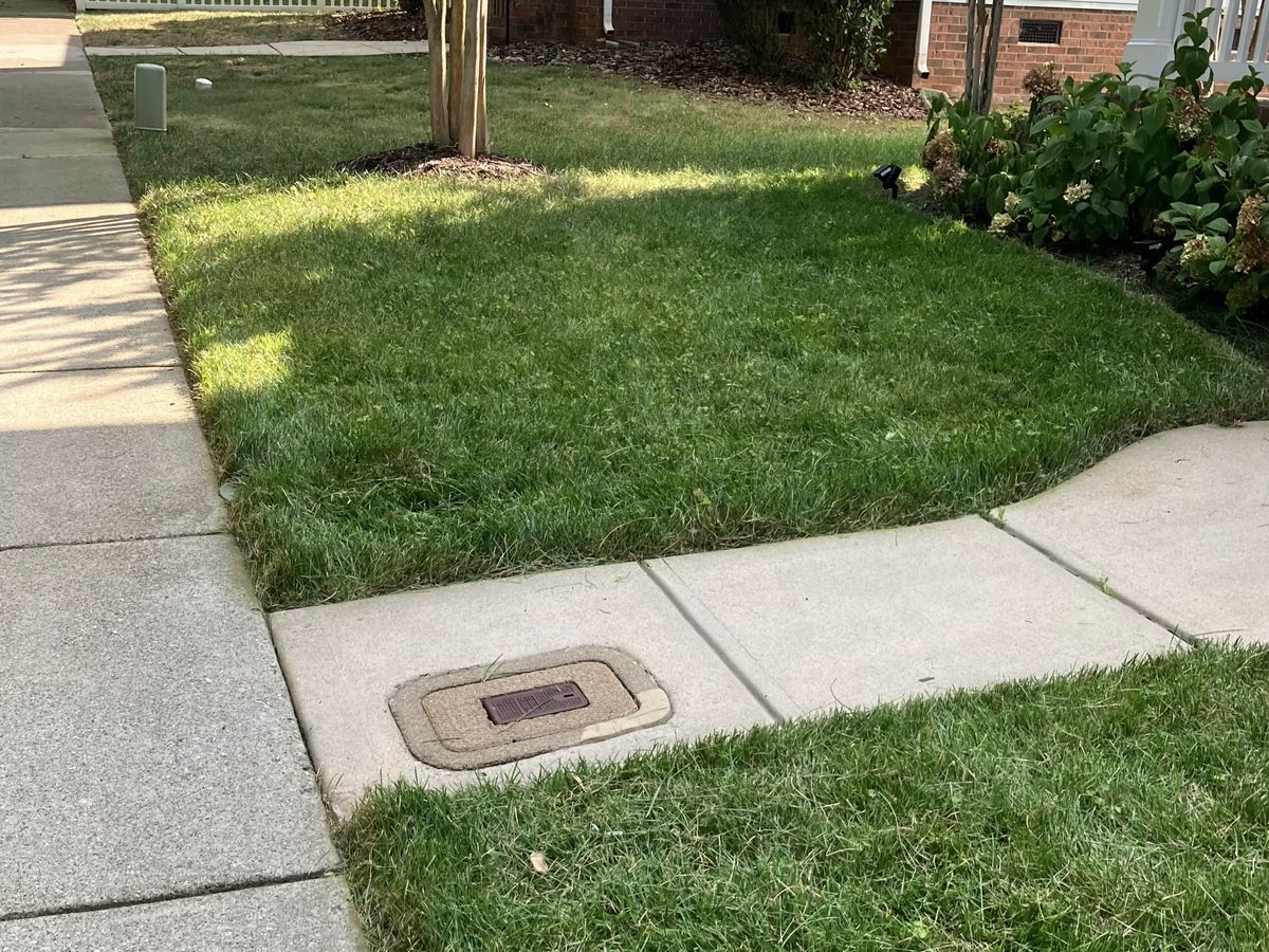 Freshly mowed front lawn with crisp edges along a concrete walkway, a crape myrtle in a mulch ring and hydrangeas behind