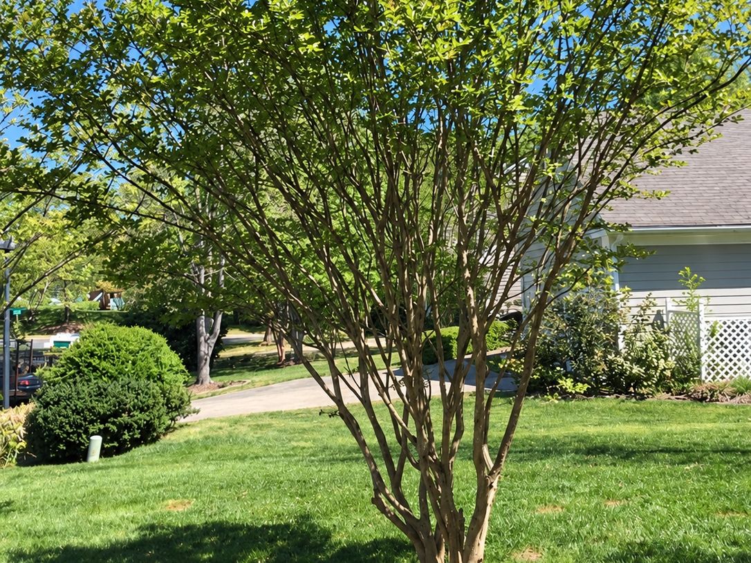 Crape myrtle with several stems leafing out beside boxwood shrubs on a front lawn