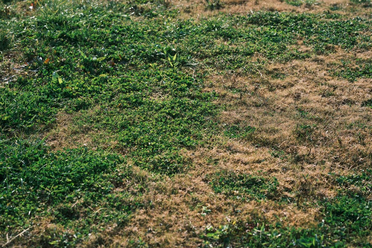Lawn with green clover patches next to dead tan grass
