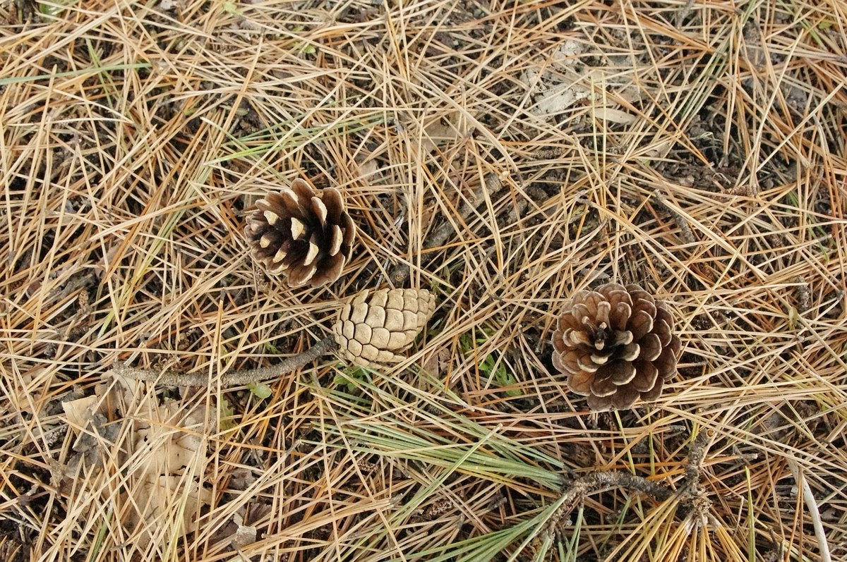Close-up of long tan and golden pine needles covering the ground, with a few pine cones resting on top