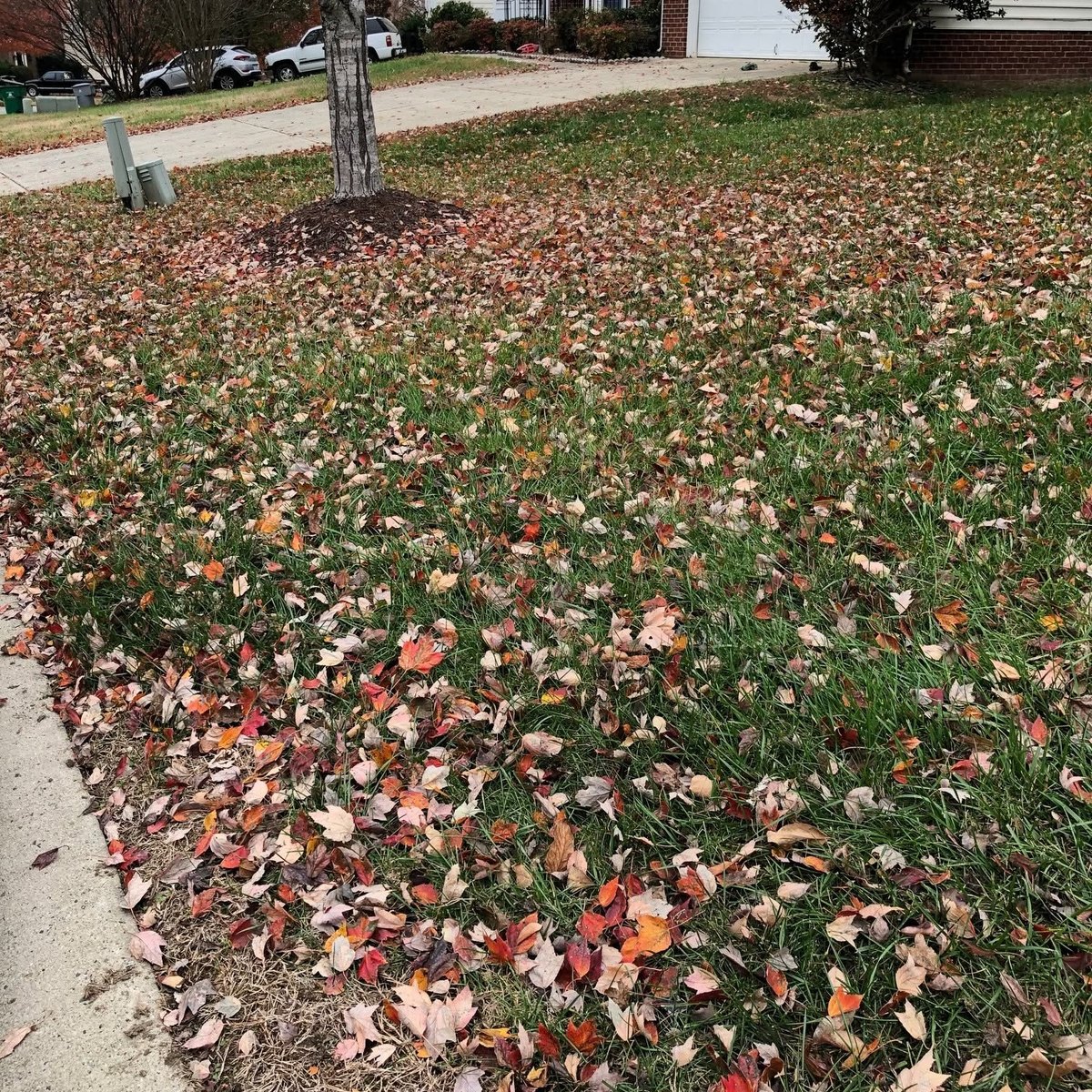 Front lawn covered in fallen red, orange and tan leaves beside a driveway and a young tree with a mulch ring