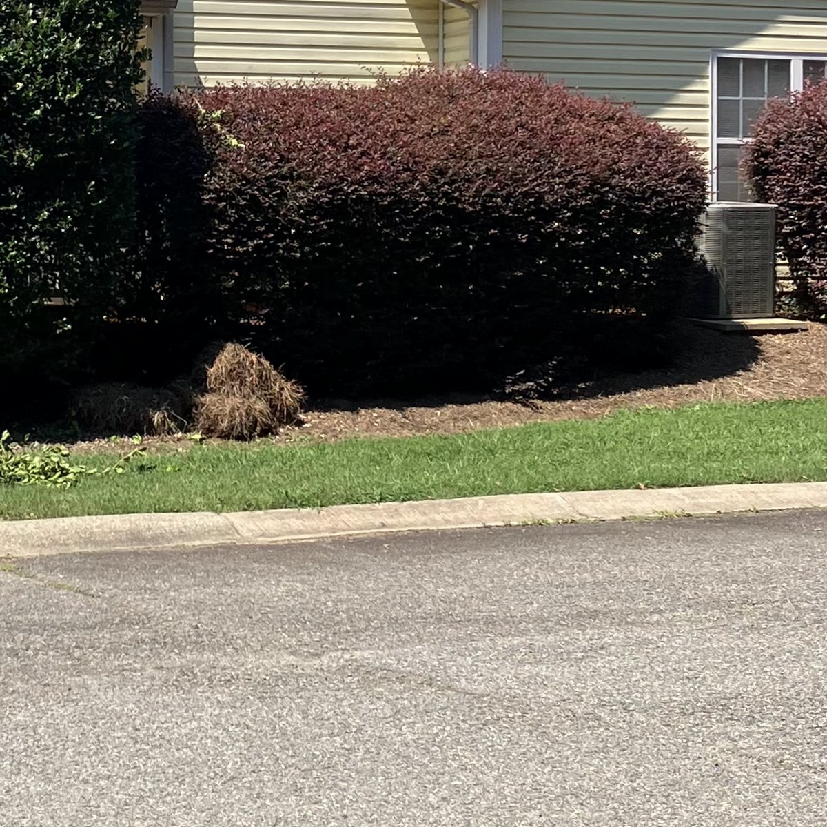 Freshly sheared evergreen and purple loropetalum shrubs beside a yellow house with clippings on the grass