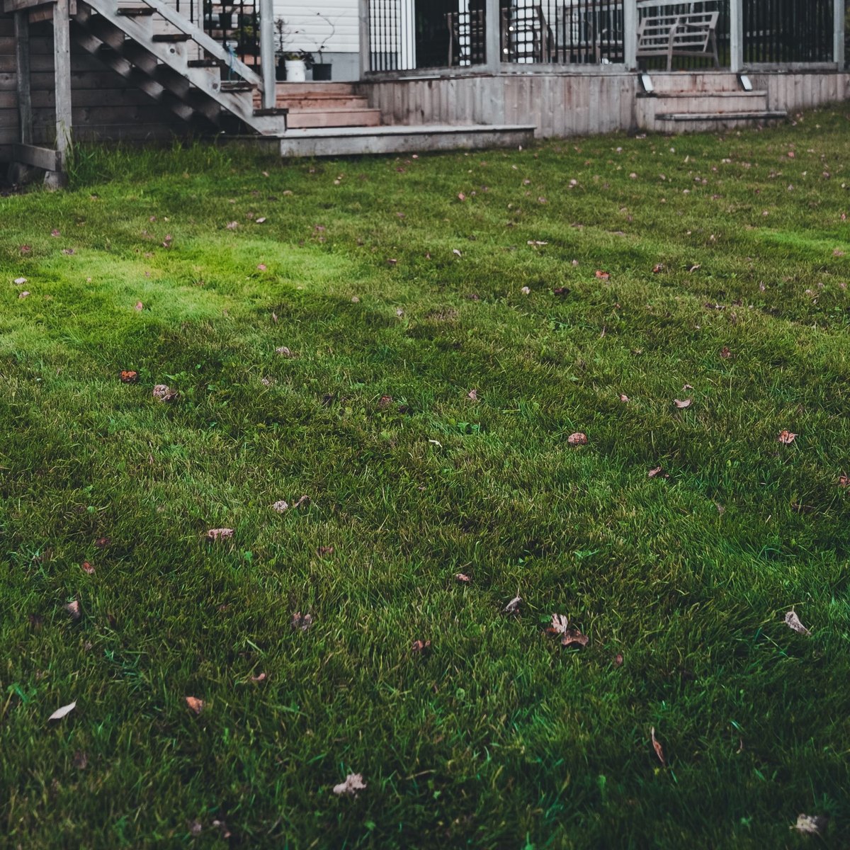Wide green backyard lawn with mowing stripes behind a white house with a raised deck and stairs