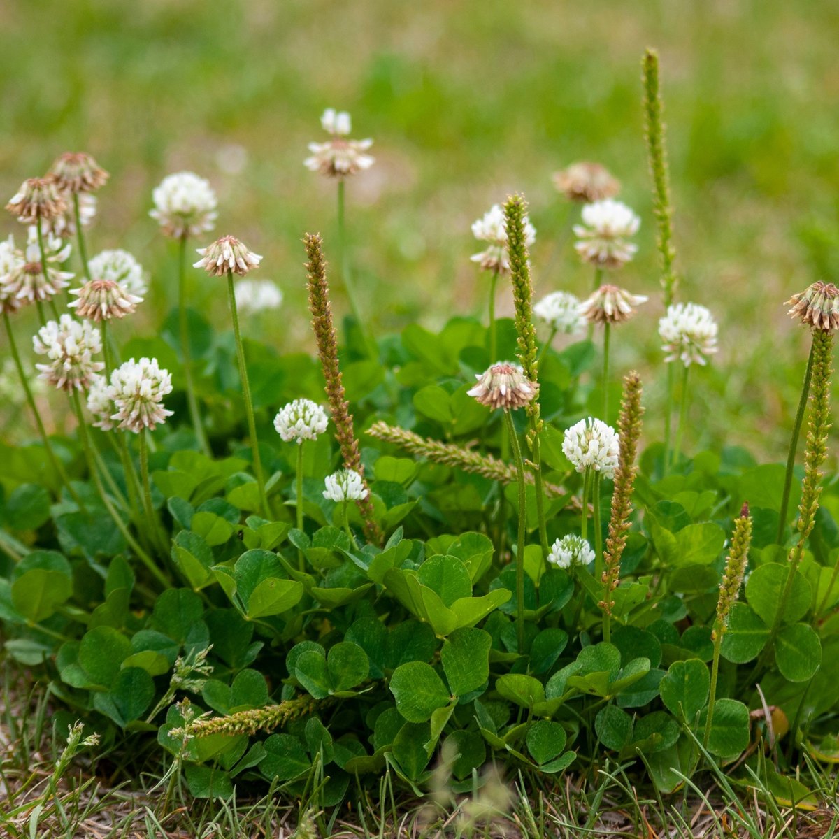 Clump of white clover with round flower heads and plantain spikes growing through a thin lawn